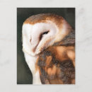 Pesquisar por coruja de celeiro cartoes postais Pássaros