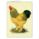 Pesquisar por brahma cartoes postais Animal