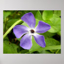 Pesquisar por wild artes pósteres Purple