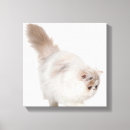 Pesquisar por gato persa bonito artes pósteres Gatos