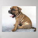 Pesquisar por staffies pósteres Cão