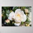 Pesquisar por florais baratos pôsteres pósteres Floral