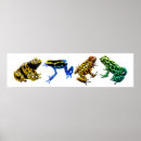 Pesquisar por sapo dardo veneno pôsteres pósteres Sapos