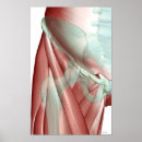 Pesquisar por músculo corpo humano artes pósteres Médica