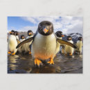 Pesquisar por pinguim cartoes postais Qualquer pessoa