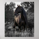 Pesquisar por white horse pôsteres pósteres Cavalo