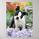 Pesquisar por terrier fotografias pôsteres pósteres Para crianças