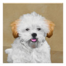 Pesquisar por cão do apso de lhasa pôsteres pósteres Cãozinho