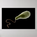 Pesquisar por fotossíntese pôsteres pósteres Ciência