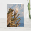 Pesquisar por snowy owl cartoes Bird