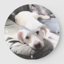 Pesquisar por cachorro verde relogios de parede Fofo