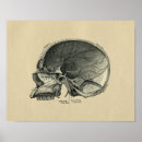Pesquisar por human anatomy pôsteres pósteres Skull