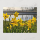 Pesquisar por daffodil ensolarado Natureza
