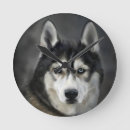 Pesquisar por rouco siberian relogios de parede Husky siberiano