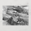 Pesquisar por do amazonas cartoes postais Floresta tropical