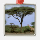 Pesquisar por áfrica do sul ornamentos Safari