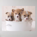 Pesquisar por cute corgi pôsteres pósteres Queen's dog