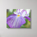 Pesquisar por flor colorida impressão de canvas Íris