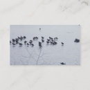 Pesquisar por shorebird Animais selvagens