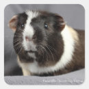 Pesquisar por piggies fotografia Porco