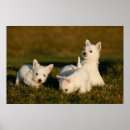 Pesquisar por west highland white terrier pósteres Animal