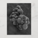 Pesquisar por microscópico cartoes postais Tumor