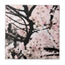 Pesquisar por flor de cerejeira azulejos Rosa