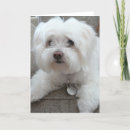 Pesquisar por maltese puppy cartoes Animal