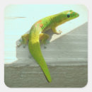 Pesquisar por gecko adesivos Natureza