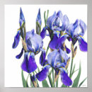 Pesquisar por flores azuis pôsteres pósteres Aquarela