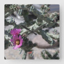 Pesquisar por cactos relogios de parede Fotografia