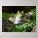 Pesquisar por rã artes pósteres Fotografia