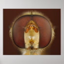 Pesquisar por entomologia pôsteres pósteres Biologia