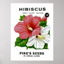 Pesquisar por hibiscus pósteres Flora