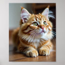 Pesquisar por do gato pôsteres pósteres Legal