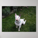 Pesquisar por bull terrier bonito Cães