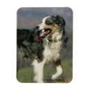 Pesquisar por de border collie imas Prumo e pam langrish