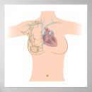 Pesquisar por linfático pósteres Anatomia