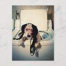 Pesquisar por bizarro cartoes postais Animais domésticos