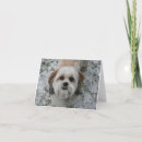 Pesquisar por shih tzu puppy cartoes Animal