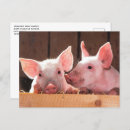 Pesquisar por porco cor de rosa cartoes postais Pequeno