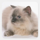 Pesquisar por close up adesivos Corte