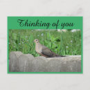 Pesquisar por pomba cartoes postais Qualquer pessoa