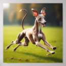Pesquisar por cão galgo italiano artes pósteres Cães