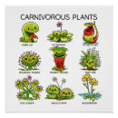 Pesquisar por carnívoro pôsteres pósteres Plantas carnívoras