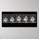 Pesquisar por gatos engraçados pósteres humor de gato