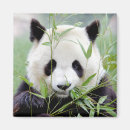 Pesquisar por panda imas Moderno