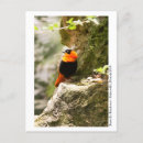 Pesquisar por borboleta tropical cartoes postais Planta