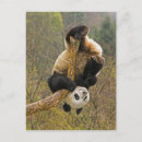 Pesquisar por panda feliz cartoes postais Animal