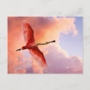 Pesquisar por borboletas tropicais cartoes postais Natureza